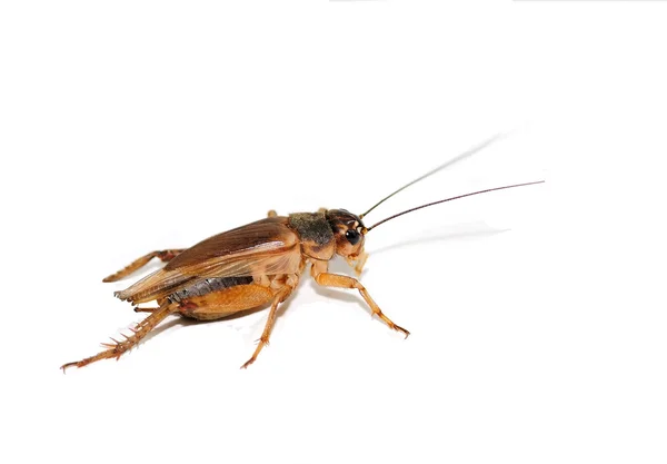 stock image Grasshopper