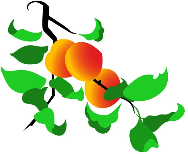Peach tree — Stock Vector