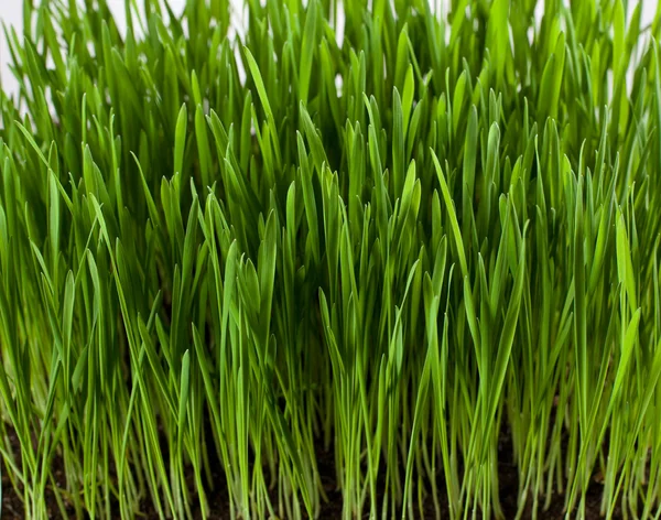 Grass on white — Stock Photo, Image