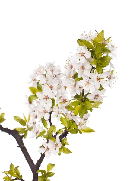 stock image Plum tree on spring time