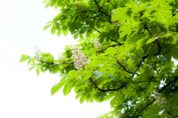 stock image Chestnut