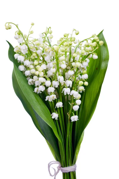 Ett gäng vita blommor. — Stockfoto