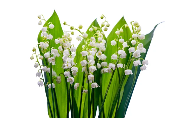 Ramo de flores blancas — Foto de Stock