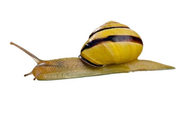 stock image Snail