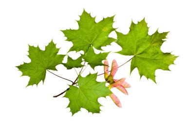 Maple leaves clipart