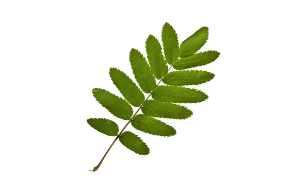 Rowan tree leaf — Stock Photo, Image