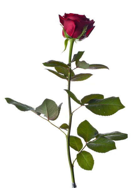 美しい単一の赤いバラ — ストック写真