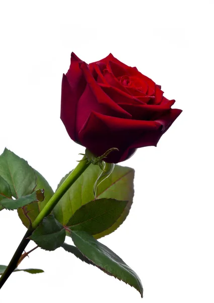 Απομονωμένες κόκκινο τριαντάφυλλο — Φωτογραφία Αρχείου