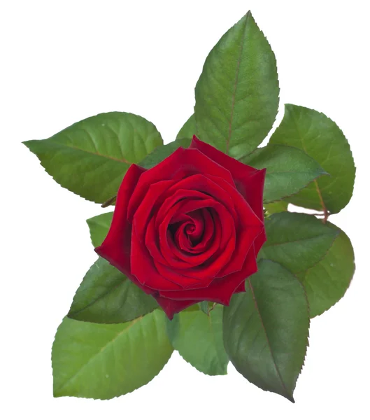 Απομονωμένες κόκκινο τριαντάφυλλο — Φωτογραφία Αρχείου