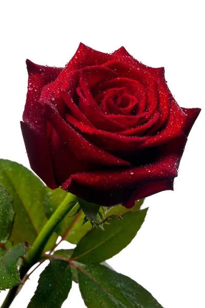 Vereinzelte rote Rose — Stockfoto