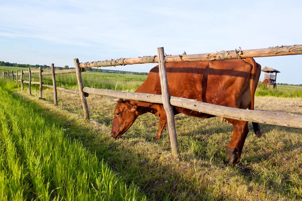 Cow and fresh grass — Stock Photo, Image