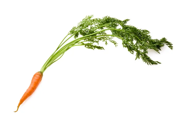 stock image Carrot