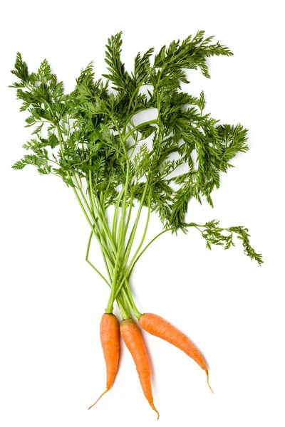 stock image Carrot