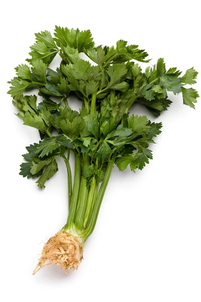 Celer řapíkatý — Stock fotografie
