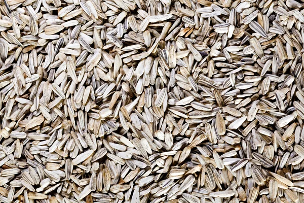 stock image Sunflower Seeds