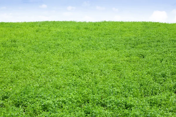 Green clover Field — Stock Photo, Image