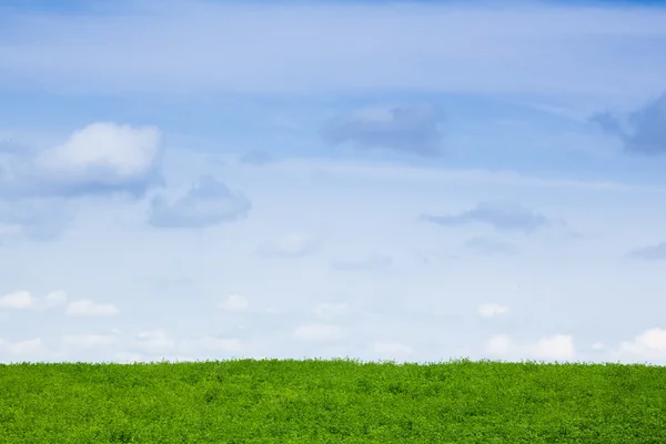 Grön klöver fält — Stockfoto