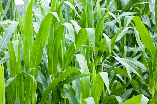 stock image Maize field during summer