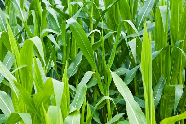 Кукурудзяне поле влітку — стокове фото