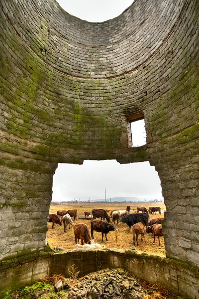 放牧牛と貧困概念 — ストック写真
