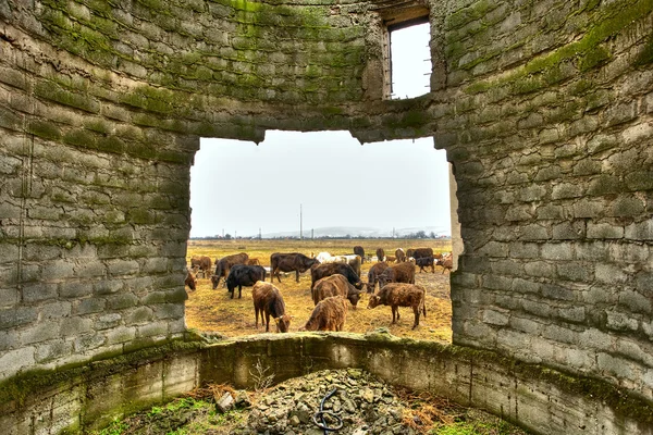 stock image Poverty concept with cows grazing