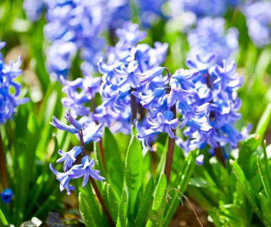 Perfumed hyacinth flowers clipart