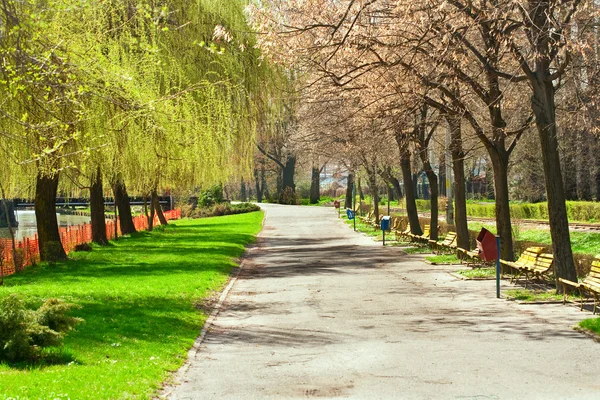 Alley in park — Stock Photo, Image