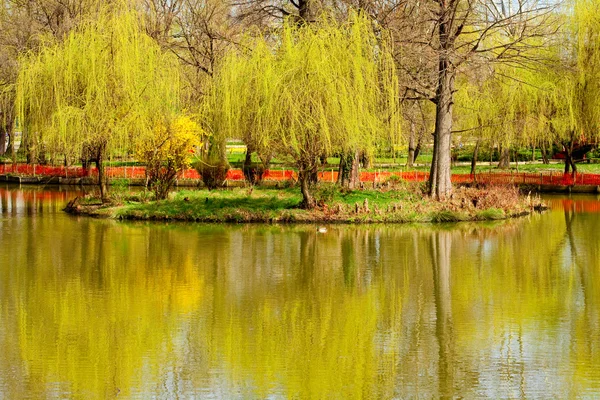 反映在水中的柳树 — 图库照片
