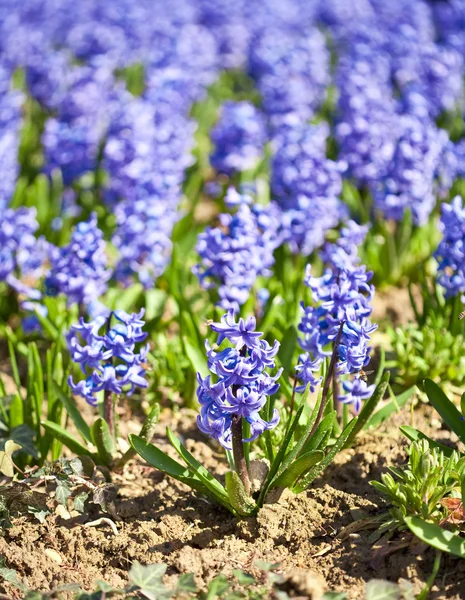 Perfumed hyacinth flowers — Stock Photo, Image