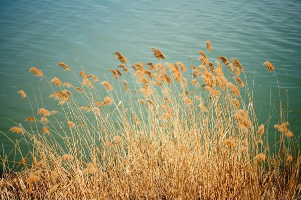 Reed vicino al lago — Foto Stock