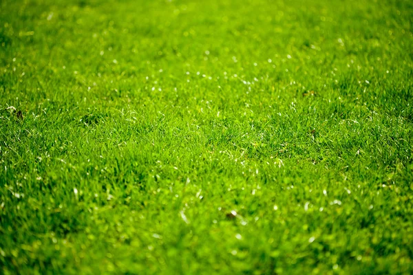 Grass shot with selective focus — Stock Photo, Image