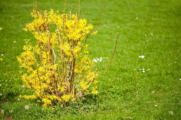 Bush se žlutými květy — Stock fotografie