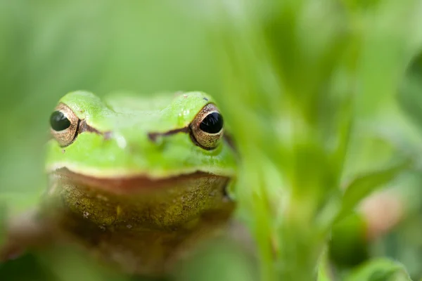 Kleiner grüner Frosch — Stockfoto