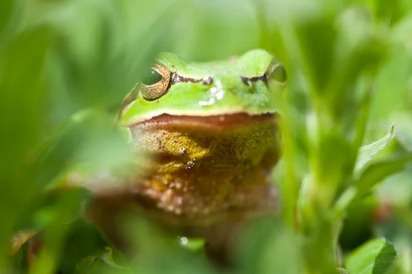 Λίγο πράσινο βάτραχο — Φωτογραφία Αρχείου