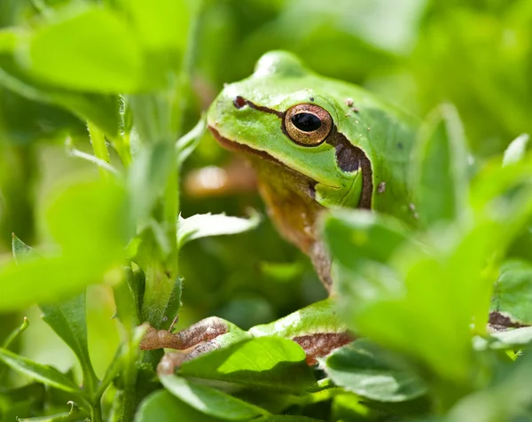 Petite grenouille verte — Photo