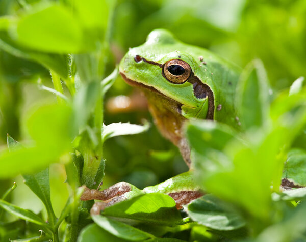 Close up of a little spring green frog hidden in grass