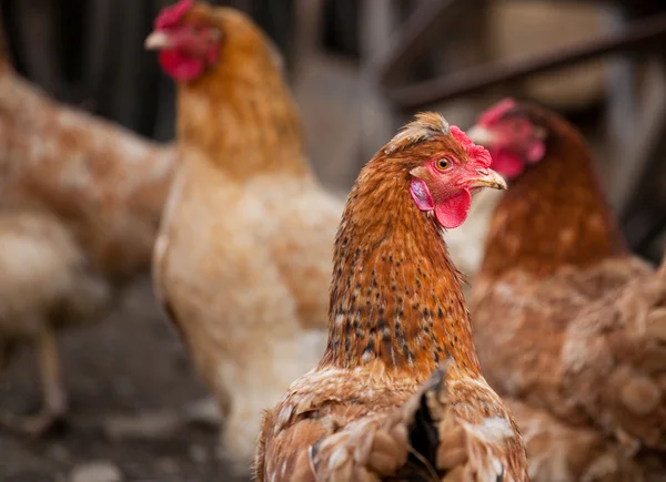 Grupp av kycklingar — Stockfoto