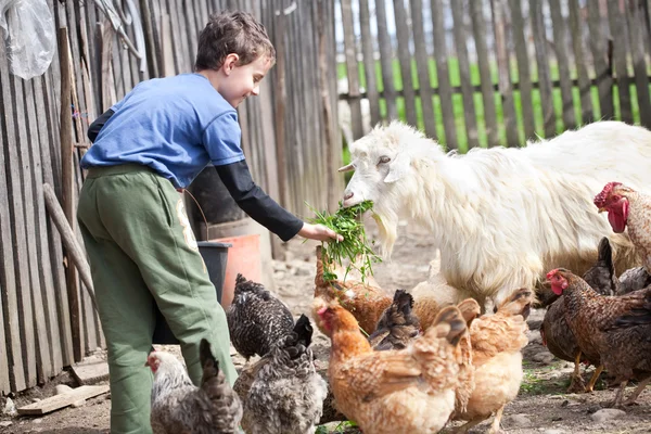 Country boy feeding the animals — Stock Photo, Image