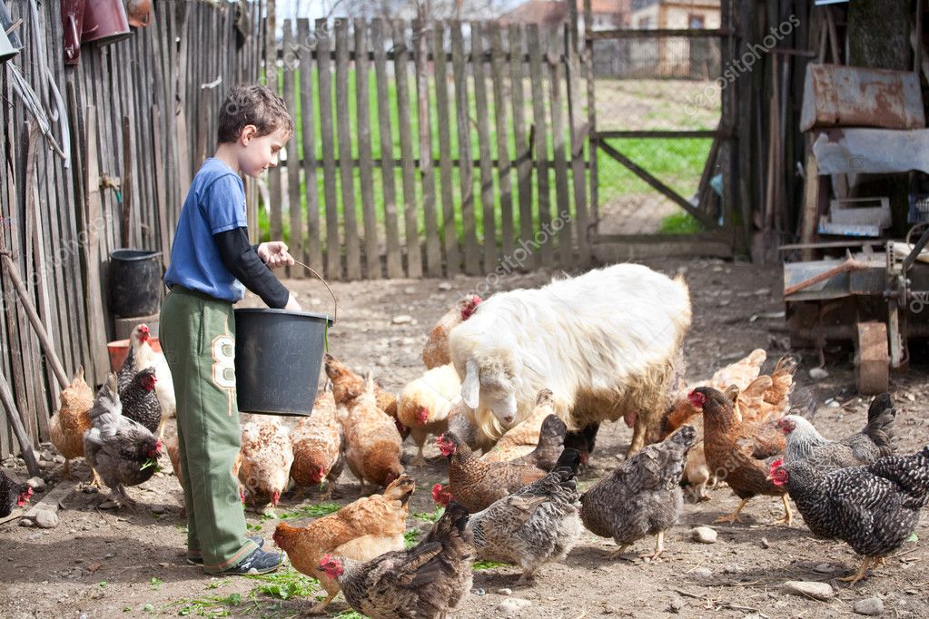 country-boy-feeding-the-animals-stock-photo-xalanx-2874795