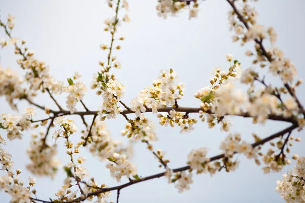 Cherry takken en bloemen — Stockfoto