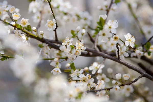 Cherry takken en bloemen — Stockfoto