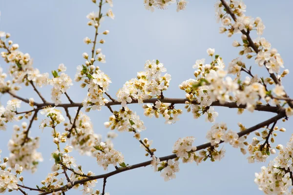 Cseresznye ágakat és virágok — Stock Fotó