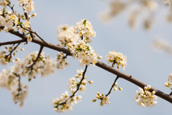 Cherry branches and flowers — Stock Photo, Image