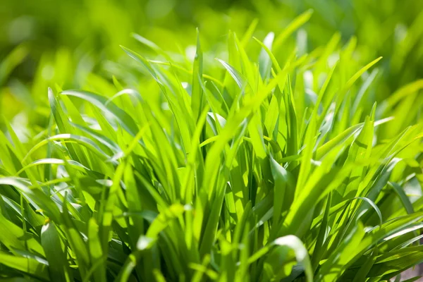 Frisches Gras im Sonnenlicht — Stockfoto