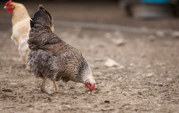 Курица в деревне — стоковое фото