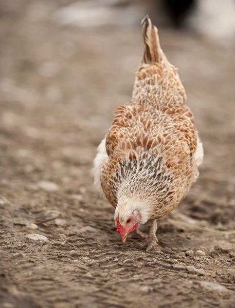 Chicken in the countryside — Stock Photo, Image