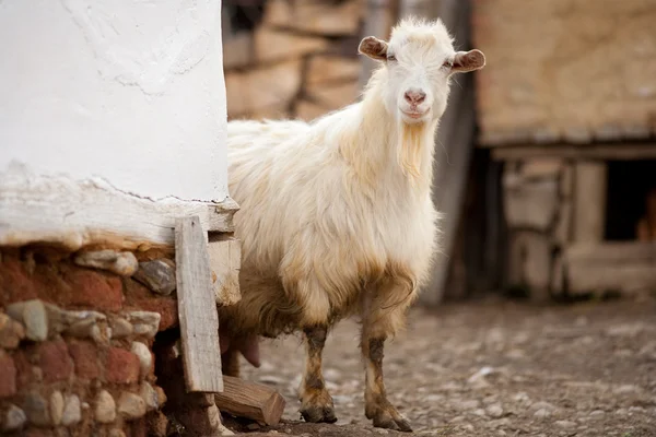 Симпатичні кози — стокове фото