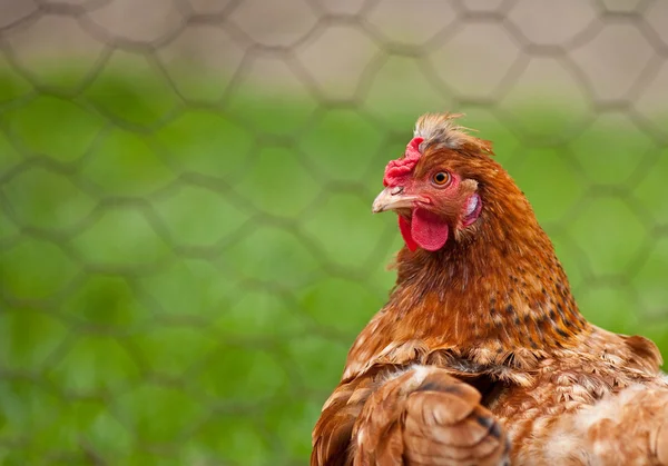 Chicken in the countryside — Stock Photo, Image