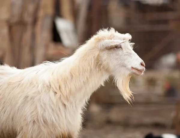 Симпатичні кози — стокове фото