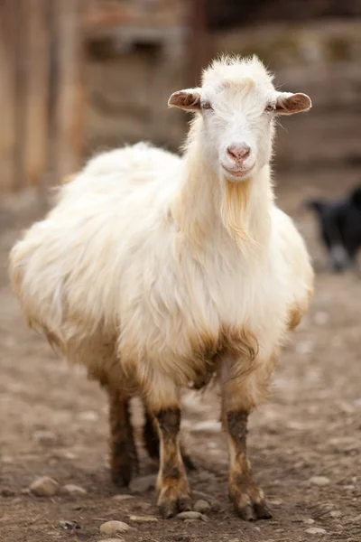 Ciąży koza biała — Zdjęcie stockowe